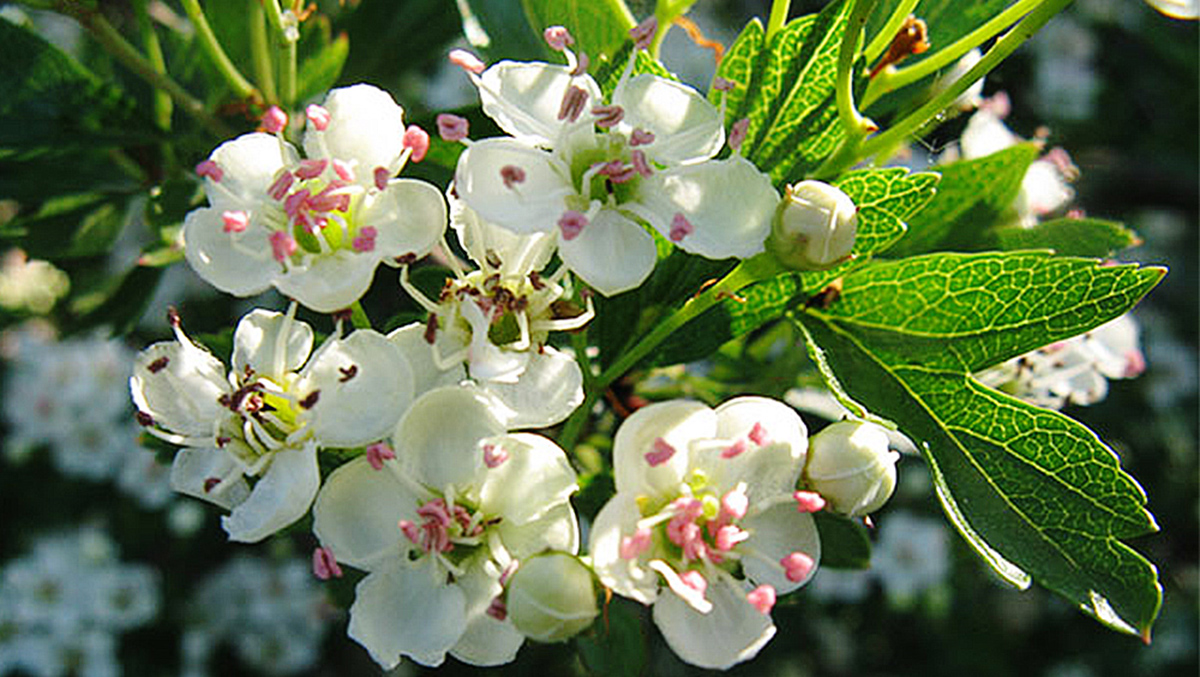 galagonya tea alacsony vérnyomásra)